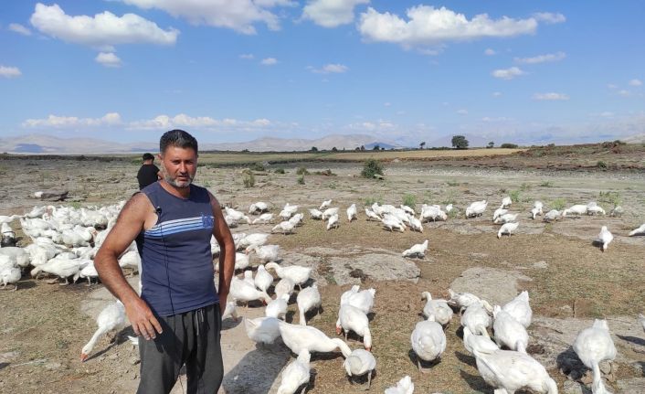 Pandemiyi fırsata çeviren işletme sahibi kaz çiftliği açtı