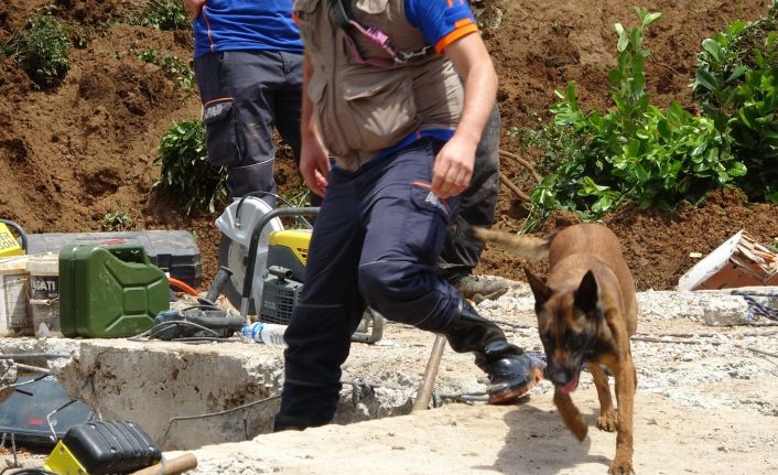 Rize’de yıkılan binadaki arama kurtarma çalışmalarına Kito ve Abrek de destek veriyor