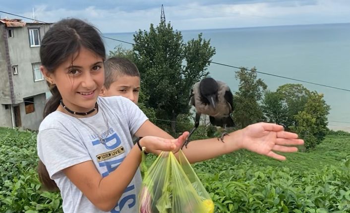 Rizeli küçük kız ’Şakir’ ismini verdiği kargasından bir an olsun ayrılmıyor