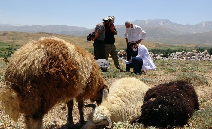 Sağlık çalışanları dağ tepe demeden berivanları, çobanları ve çiftçileri aşılıyor