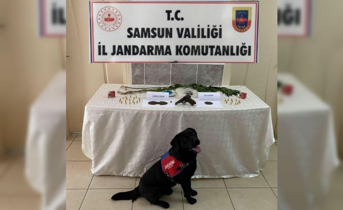 Salıpazarı’nda 68 kök kenevir bitkisi ele geçirildi