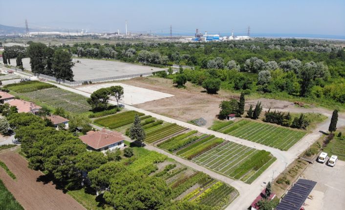 Samsun yılda 134 türde 10 milyon fidan üreterek Türkiye’yi yeşillendiriyor