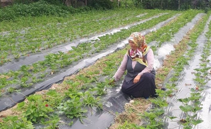 Samsun’da çilek rekoltesi artıyor