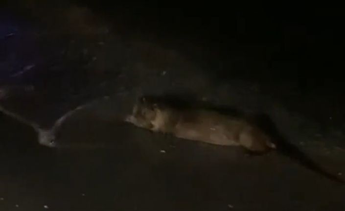 Samsun’da su samuru görüntülendi