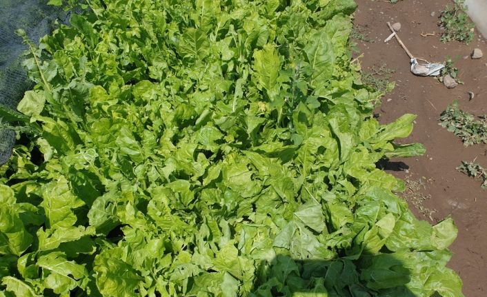 Sel ve dolu seralarda zarara neden oldu