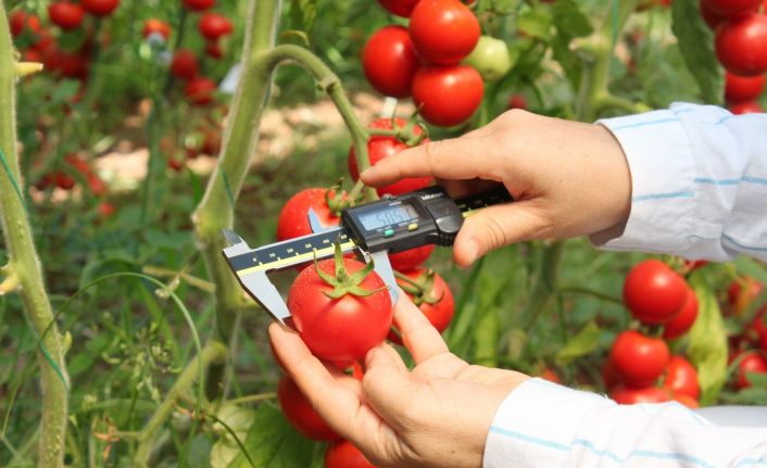 Sel ve su baskınına dayanıklı domates çeşidi geliştiriliyor