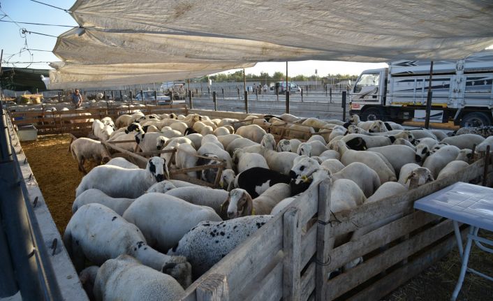 Selçuklu Kurban Bayramına hazır