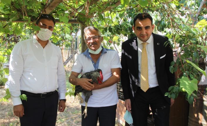 Sinop’ta horoz gibi öten tavuk gibi yumurtlayan horoz uzmanlarca incelenecek