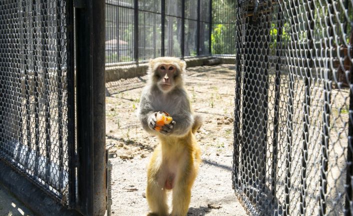 Tarsus Doğa Parkı’nın sakinleri buzlu meyve sebze kokteyli ile serinliyor