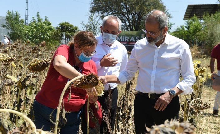 Tarsus’ta yerli ve milli ayçiçeği hasat edildi