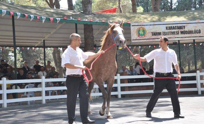 TİGEM tay satışından tek seferde 3 milyon 112 bin TL’lik gelir elde etti