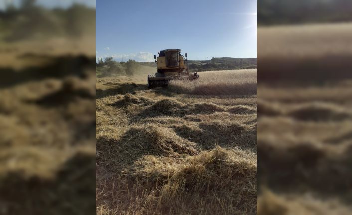 Tosya’da hububat hasadı başladı