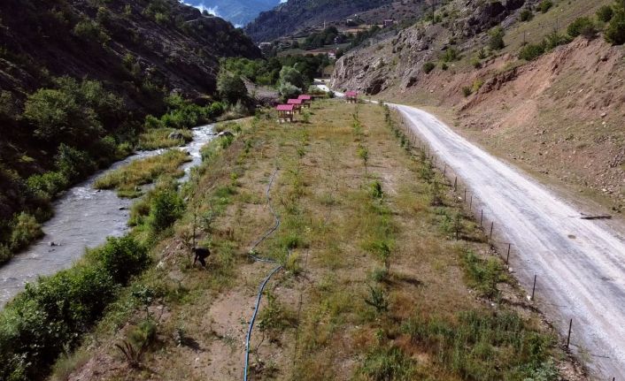 Türkiye’nin dört bir tarafından gönderilen fidanlar şehit öğretmenin baba ocağında hatıra ormanında buluştu