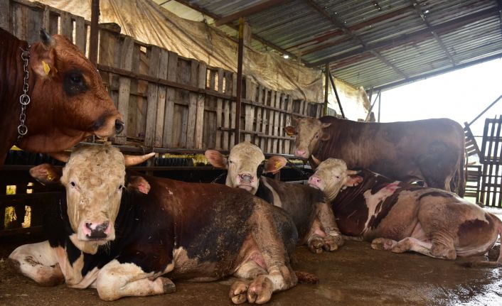 Tuzla’da kurbanlık satış ve kesim noktalarına sıkı denetim