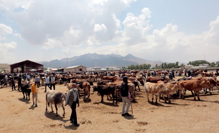 Van Büyükşehir Belediyesi kurbanlık denetimlerini sıklaştırdı