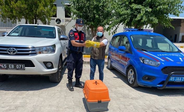 Yaralı kerkeneze jandarma sahip çıktı