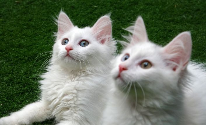 Yavru Van kedilerine sakinleştirici fon müziği terapisi