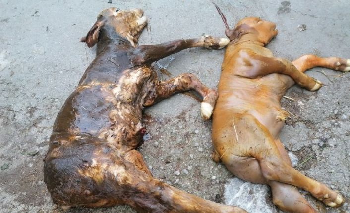 Yeni doğan buzağılar görenleri şoke etti