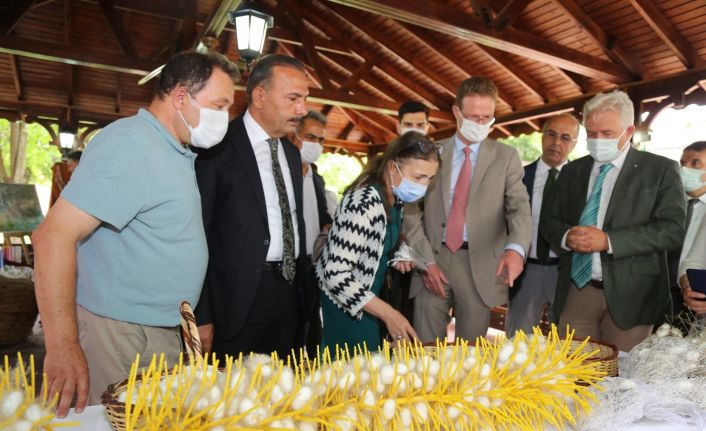 Yerli ipekböceğinin genetik kaynakları muhafaza edilecek