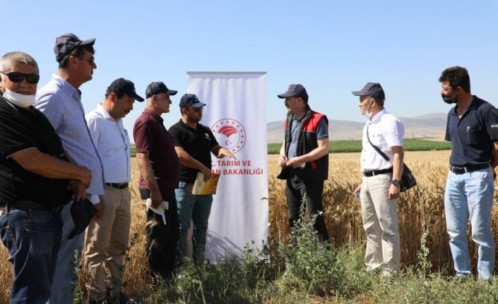 Yerli ve milli ekmeklik buğday çeşitleri için Tarla Günü
