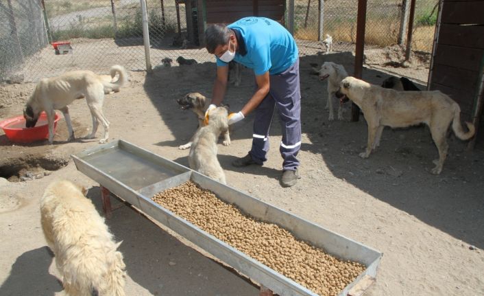 Yukarısalat’ta can dostlara Bismil Belediyesi sahip çıktı