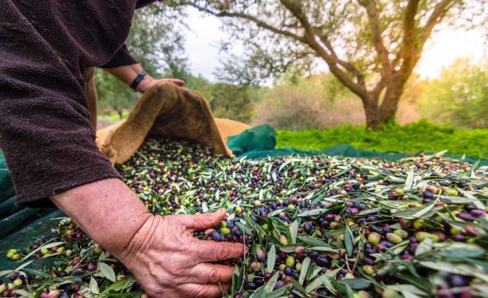 Zeytin ve zeytinyağı ihracatı, 136 milyon dolara ulaştı