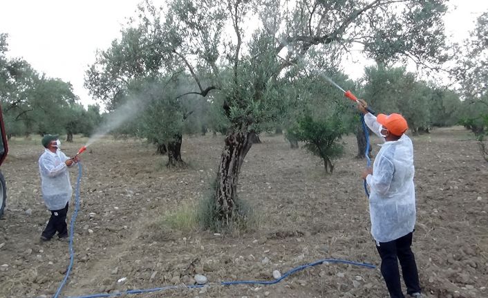 Zeytinlikler bor kaolin karışımı ile zeytin sineğine karşı korunacak