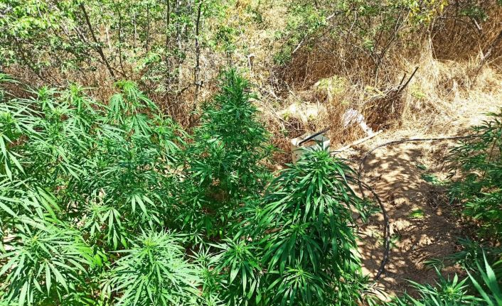 Zeytinlikte kenevir operasyonu