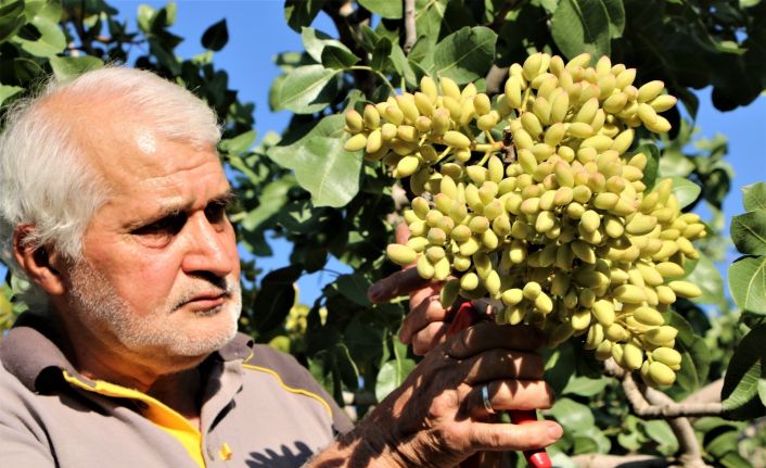 26 yıl önce hobi olarak diktiği fıstık ağaçları gelir kaynağı oldu