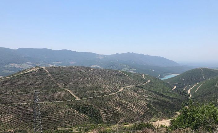 280 futbol sahası büyüklüğünde alan küle dönmüştü, yanan saha 5 ayda yeşile büründü