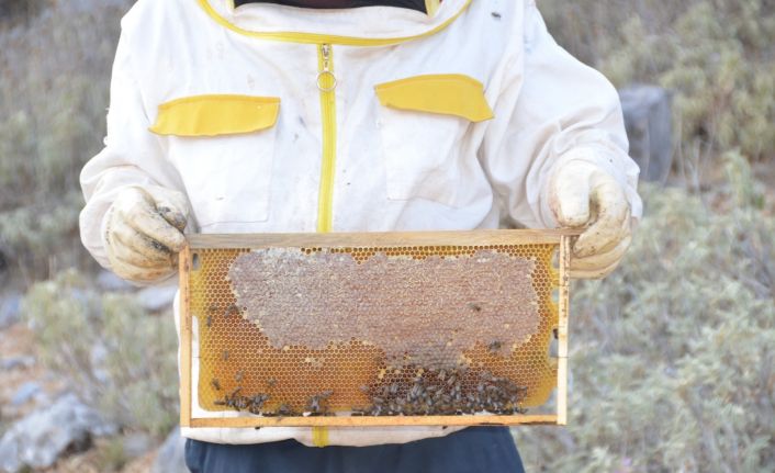 2 bin metrede kovanından çıkmadan satılıyor, kilogramı 150 TL den alıcı buluyor