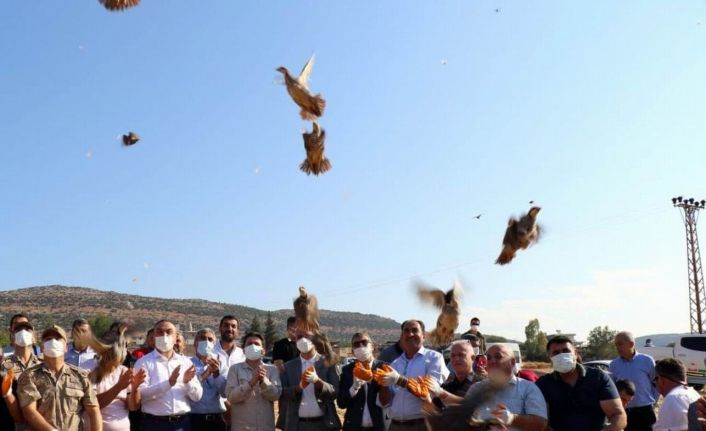 32 köyde 900 adet kınalı keklik doğaya bırakıldı