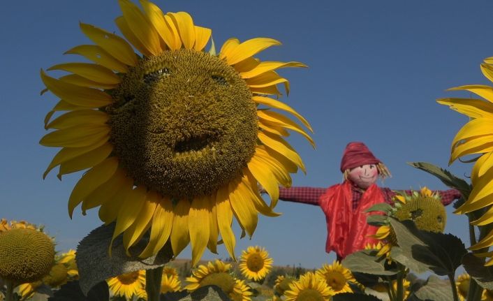 3. Ayçiçeği ve Korkuluk Festivali’nde ayçiçek tarlaları fotoğraf stüdyosuna döndü