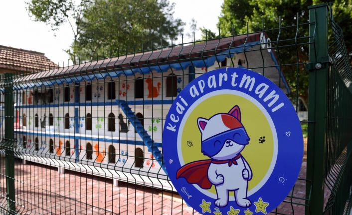 3 katlı 64 odalı ‘kedi apartmanı’ ilgi çekiyor