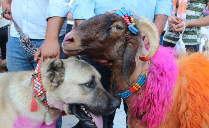8 asırlık geleneği yaşatacak koyunlar, çoban köpekleri eşliğinde kentin göbeğinde yürüdü