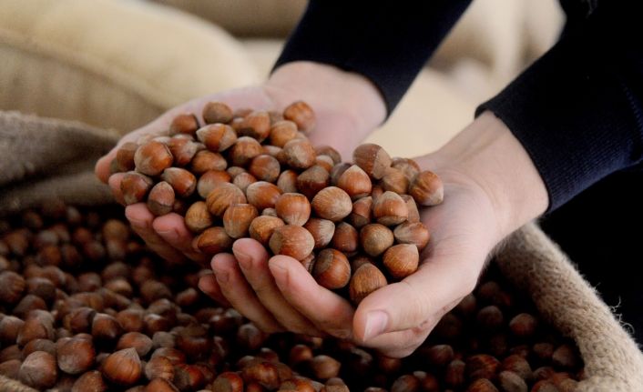 AB ülkelerine 357 ton 930 kilo fındık ihraç edildi