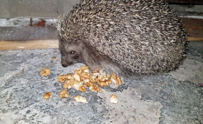 Aç kirpiler karınlarını mesken tuttukları evde bisküvi ve cevizle doyuruyor