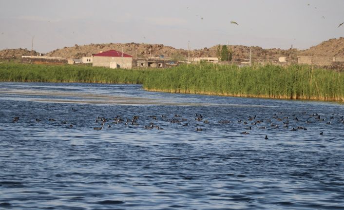 Ağrı Dağı Milli Parkı, doğal güzelliği ve hayvan çeşitliliğiyle dikkat çekiyor