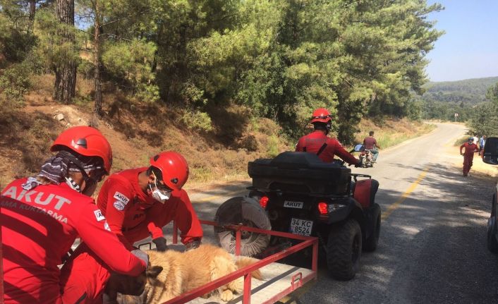 AKUT, Muğla’dan sonra Aydın Çine’de orman yangınlarına müdahale için operasyonda