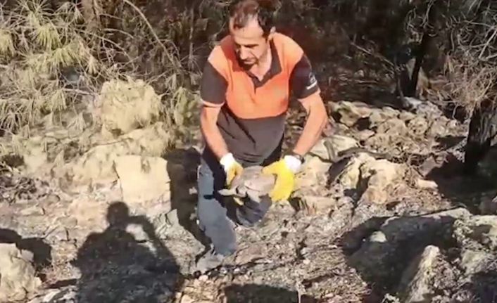 Antalya’da yangın söndürme çalışmasına destek veren ekipler, yaralı kaplumbağanın hayatını kurtardı