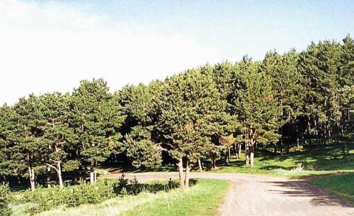 Ardahan’da mangal, semaver, ateş  yakılması ile havai fişek ve dilek balonu uçurmak yasaklandı