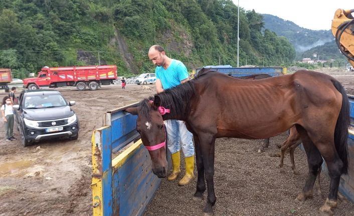 Artvin’de bir tırın dorsesinde ölüme terk edilen atlar yediemin olarak Ardanuç ilçesinde bir çiftliğe gönderildi