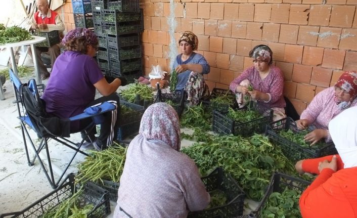 Balıkesir’de şeker otu hasadına başlandı