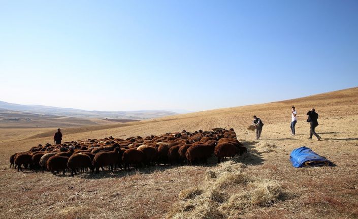 Bayburt’ta küçükbaş hayvan sayısında 1 yılda 5 kata yakın artış sağlandı