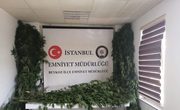 Beykoz’da kenevir tarlasına çevrilen evde 19 kilo kenevir ele geçirildi