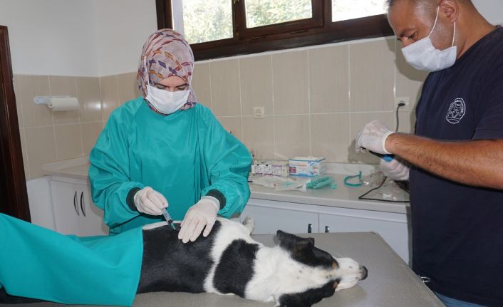 Beypazarı Belediyesi Veterinerlik Birimi ekiplerince sokak hayvanlarının kısırlaştırma işlemleri yapılıyor