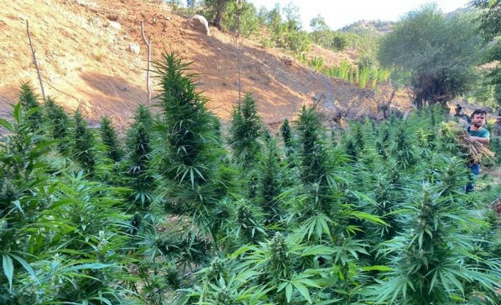 Bingöl’de 225 bin kök kenevir ve 95 kilo esrar ele geçirildi, 1 şüpheli de gözaltına alındı