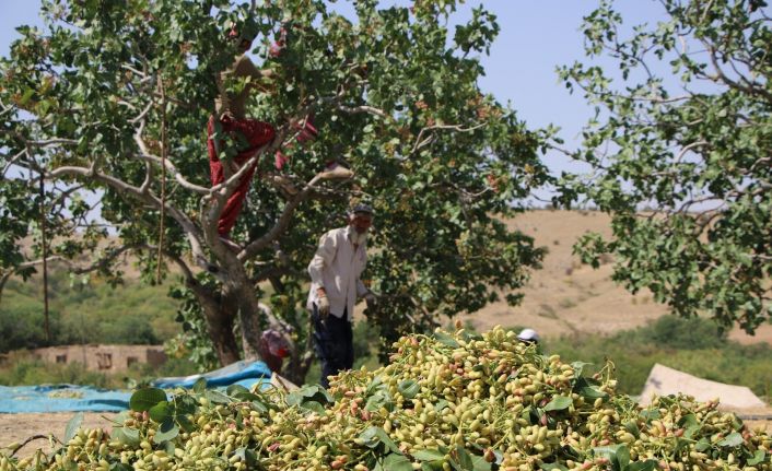 Bölgede yetişmez denileni üretti, 26 yıl önce hobi olarak diktiği fıstıklar ABD yolunda