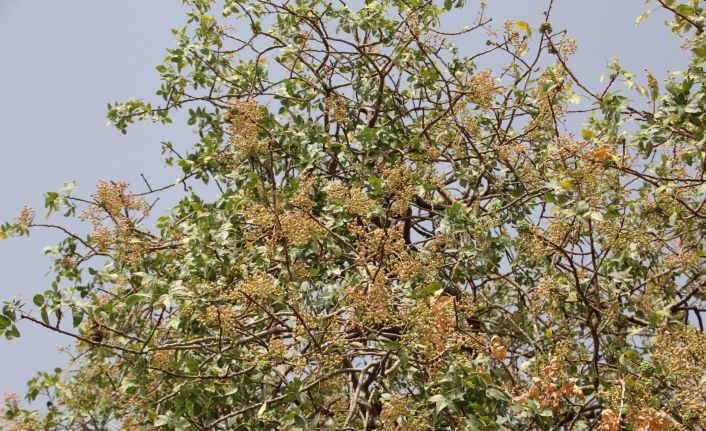 Bu ürün en çok Arap ülkeleri tarafından tüketiliyor, kilosu altınla yarışıyor