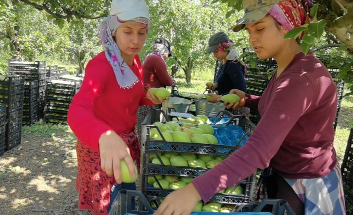 Bursa’da armut hasadında fiyatlar çiftçiyi mutlu etti